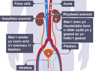 Pibellau gwaed glas a choch. Mae'r rhai glas yn dangos gwaed yn mynd o'r arennau i'r galon. Mae'r rhai coch yn dangos gwaed yn mynd i'r arennau o'r galon. Mae pledren, wrethra ac aren wedi'u labelu.