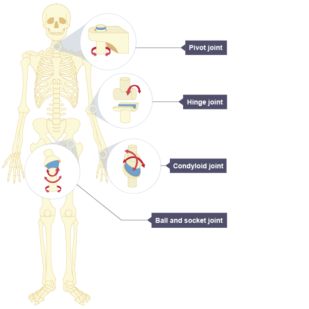 12 Different Types Of Synovial Joints