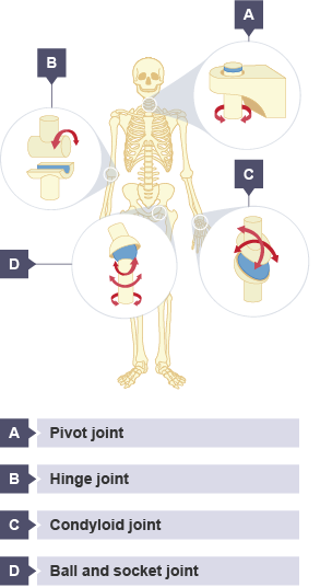 Types of synovial joint and their location on the human body, such as pivot joint (neck), hinge joint (elbow), condyloid joint (wrist) and ball and socket joint (hip).