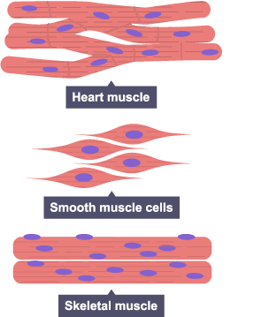 Muscle cells