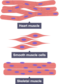 diagram of the three types of muscle cell