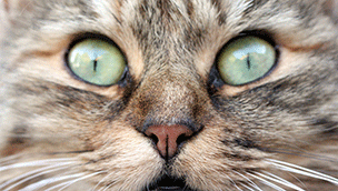 Photograph of extreme close up of cat