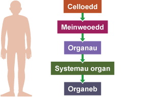 Diagram o hierarchaeth celloedd, meinweoedd, organau, systemau organau ac organebau, yn y drefn honno.