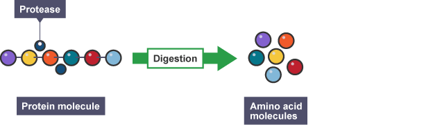 Protease molecules breaking down proteins into amino acids