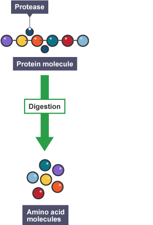 Protease molecules breaking down proteins into amino acids