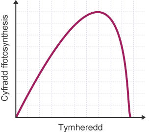 Graff yn dangos sut mae tymheredd yn effeithio ar gyfradd ffotosynthesis. Mae'r echelin y wedi'i labelu'n 'Cyfradd ffotosynthesis', mae'r echelin x wedi'i labelu'n 'Tymheredd'.