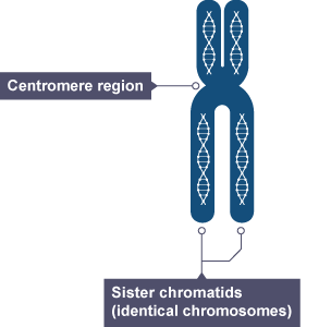 Sister chromatids are attached and look like a u shape plus its mirror image.  The area where the two "u"s meet is the centrometre.