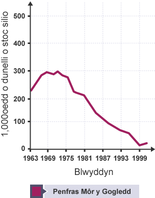 Graff yn dangos 1,000oedd o dunelli o stoc penfras parod i silio ym Môr y Gogledd. Y stoc yn cynyddu yn 1966, yna’n gostwng erbyn 1978. Gostyngodd yn sydyn i bron 0 yn 1999, cyn cynyddu ychydig.