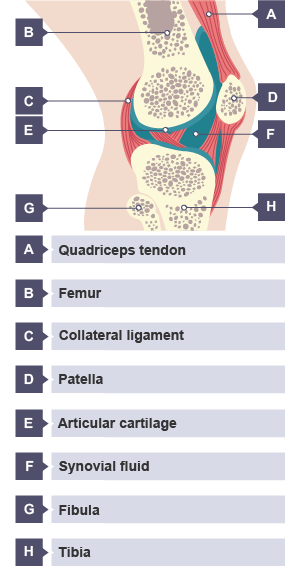 Muscles - Skeletal and muscular systems - 3rd level Science Revision - BBC  Bitesize