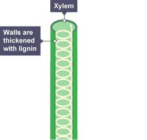 Diagram showing how the xylem transports water to the rest of the plant