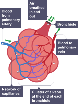 Diagram illustrating the air sacs called alveoli which are attached to bronchioles.