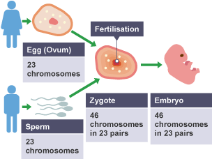 Egg (23 chromosomes) combines with sperm (23 chromosomes).  Fertilisation occurs creating a zygote with 46 chromosomes in 23 pairs. This matures into embryo with 46 chromosomes in 23 pairs.