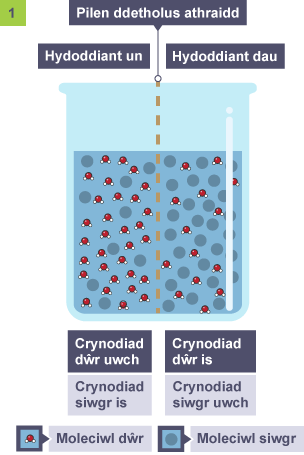 Cynnwys bicer wedi'u gwahanu â philen athraidd ddetholus. Hydoddiant un, crynodiad dŵr uwch, crynodiad siwgr is. Hydoddiant dau, crynodiad dŵr is, crynodiad siwgr uwch.