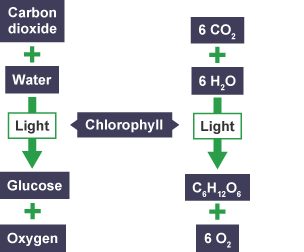 Diagram illustrating the word and symbol equations for photosynthesis