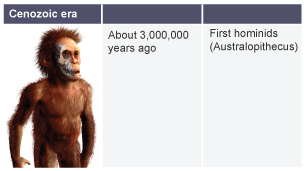 About 3,000,000 years ago: first hominids (Australopithecus).