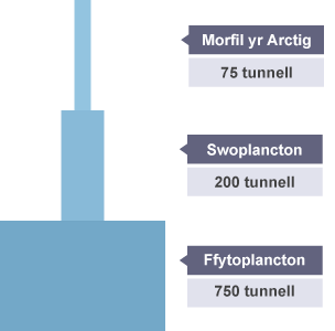 Pyramid biomas. Wedi'u labelu o'r brig i'r gwaelod: morfil yr Arctig, 75 tunnell, Swoplancton, 200 tunnell, Ffytoplancton, 750 tunnell