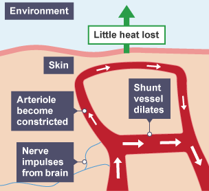 Diagram of an arteriole with shunt vessel labelled. Nerve impulses come from the hypothalmus and the arteriole becomes constricted whilst the shunt vessel dilates. Little heat is lost.