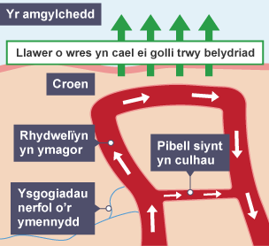 Diagram o rydwelï â'r bibell siynt wedi'i labelu. Mae ysgogiadau nerfol yn dod o'r ymennydd ac mae'r rhydwelï yn ymagor wrth i'r bibell siynt gulhau. Mae llawer o wres yn cael ei golli.