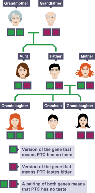 A family tree.  The Grandmother has the version of the gene that means ptc has no taste. The grandfather has the version of the gene that means ptc tastes bitter.  They have two children who have a pairing of both genes so PTC has no taste. The son marries a woman who also has a pairing of the two genes.  They have three children.  One has the version of the gene that means ptc has no taste, one has the version of the gene that means ptc tastes bitter and the other has the pairing of the two genes, so ptc has no taste.