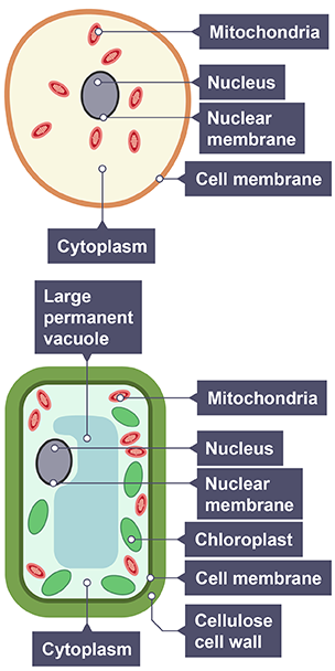 Animal and plant cells