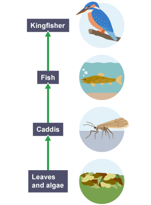 The food chain from bottom to top: Leaves and algae, Caddis, Fish, Kingfisher.