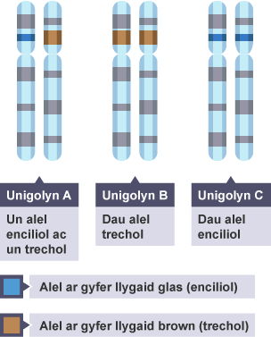 Unigolyn A; un alel enciliol ac un trechol. Unigolyn B; dau alel trechol. Unigolyn C; dau alel enciliol.