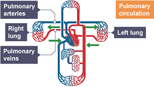 Pulmonary circulation