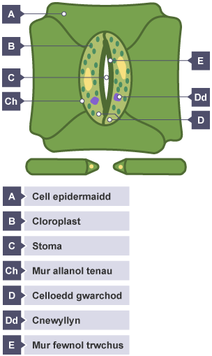 Trawstoriad drwy ddeilen. Cell epidermaidd, Cloroplast, Mur allanol tenau, Stoma, Mur mewnol trwchus, Cnewyllyn, a Celloedd gwarchod wedi'u labelu.