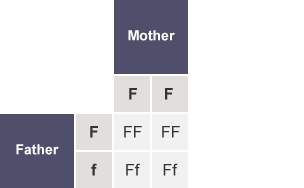 Table with the rows labelled as Father (F,f) and the columns labelled as Mother (F,F). The cells of the table contain FF, FF, Ff and Ff