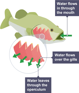 An image showing the gills from a fish and how they operate