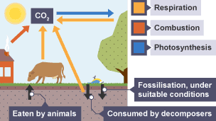 Stage 1: CO2 is released into atmosphere.