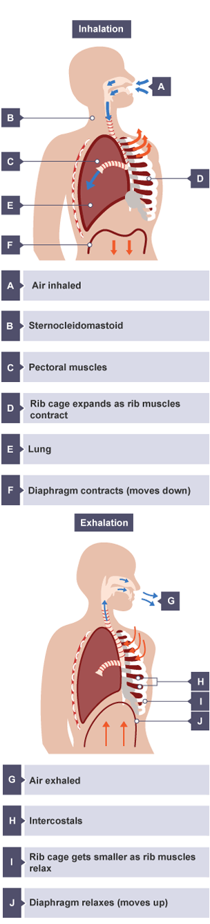 When air is inhaled, the rib cage expands as the rib muscles contract, and the diaphragm contracts. When air is exhaled, the rib cage gets smaller as the rib muscles relax, and the diaphragm relaxes.