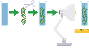 An image showing the instructions on how to investigate the effect of light intensity on the rate of photosynthesis.