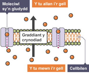 Diagram cludiant actif â'r labeli: Moleciwl cludo, Tu allan i'r gell, Tu mewn i'r gell a Cellbilen.
