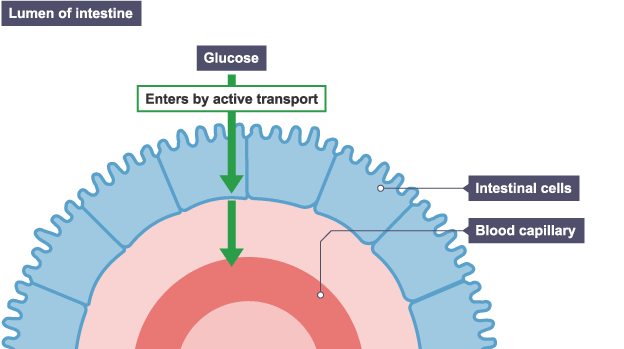 Active transport in intestine