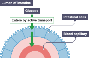 Active transport in intestine