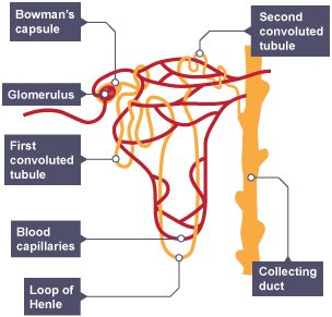 Image result for structure of nephron gcse