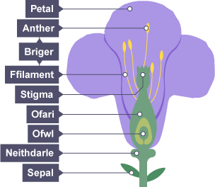 Diagram o flodyn gyda labeli ar gyfer Petal, Anther, Briger, Ffilament, Stigma, Ofari, Ofwl, Neithdarle, Sepal