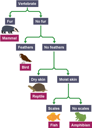 what is classification and identification - bbc bitesize