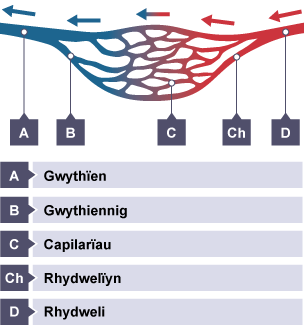 Diagram yn dangos sut mae gwaed yn teithio drwy'r capilarïau. Mae'r gwaed yn symud o'r dde i'r chwith. Wedi'u labelu, o'r dde i'r chwith: rhydweli, rhydwelïyn, capilarïau, gwythiennig a gwythïen.