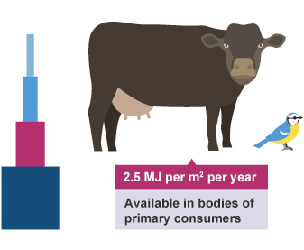Energy available in primary consumers