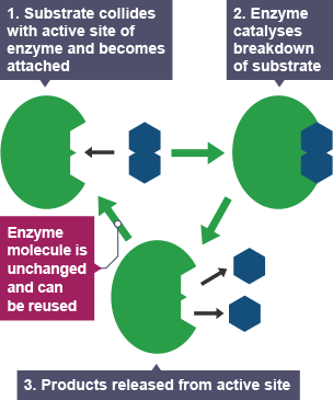 Three enzymes represented as ovals with two half-hexagon shaped removed.  Enzyme 1 shows the substrate - two hexagon shapes joined together vertically - collide with the active site of the enzyme and become attached.  Enzyme 2 shows the enzyme catalyse the breakdown of the substrate. Enzyme 3 shows the products - 2 hexagons, no longer joined - released from the active site.  The enzyme molecule is unchanged and can be reused.