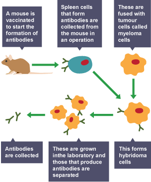 Diagram showing how antibodies are collected from a vaccinated mouse