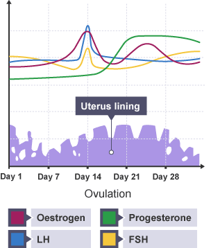 menstrual cycle diagram gcse