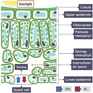 Leaf structure