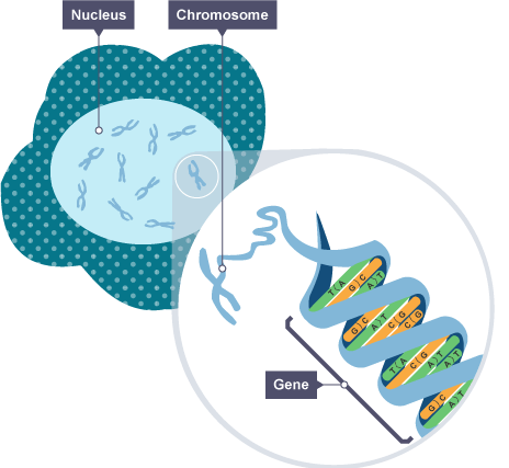 image showing the gene is found inside the nucleus 