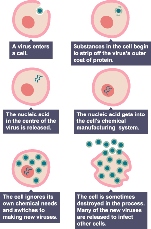 Viral diseases cannot be cured by antibiotics, as they reproduce inside the host cells. It is very difficult to develop Antiviral drugs, as they might damage the host cell whist killing the virus.