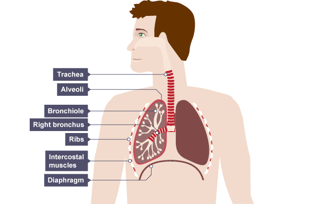 Respiratory System