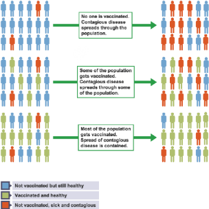 Following a vaccination, a person can become immune to the specific disease This immunity gives protection against illness in an individual.