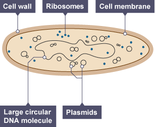 BBC Bitesize - National 5 Biology - Cell structure - Test